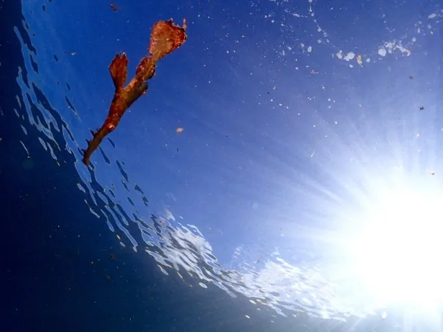 水面の光を背に泳ぐダイバー
