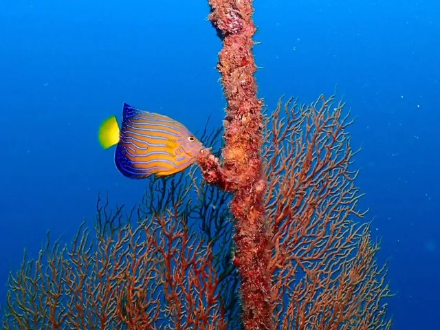 ダイビング中に見られる海の生き物