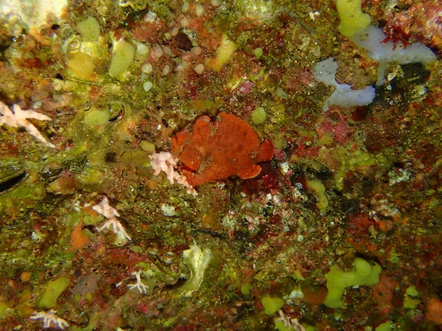 ダイビング中に見られる海の生き物