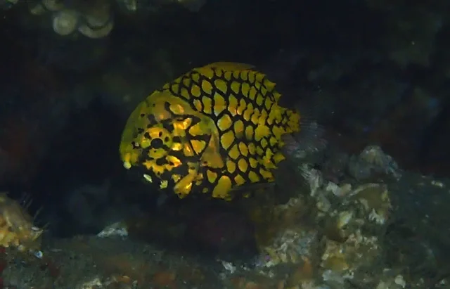 ダイビング中に見られる海の生き物