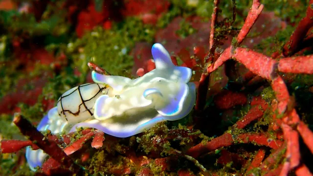 ダイビング中に見られる海の生き物
