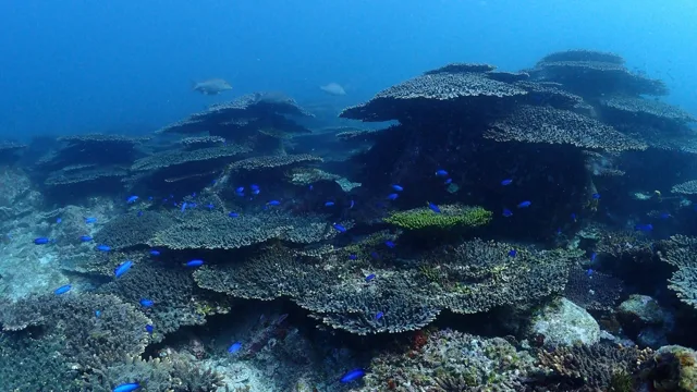海神丸でのダイビング中に見られる海の生き物
