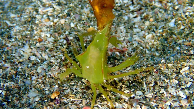 ダイビング中に見られる海の生き物