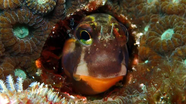 海神丸でのダイビング中に見られる海の生き物