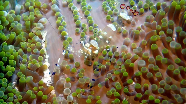 海神丸でのダイビング中に見られる海の生き物