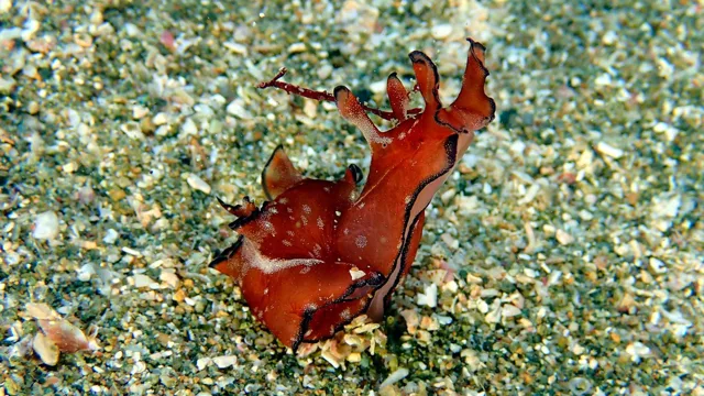 ダイビング中に見られる海の生き物