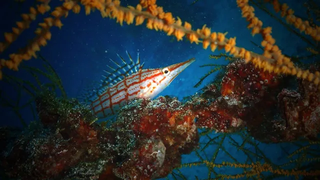 海神丸でのダイビング中に見られる海の生き物