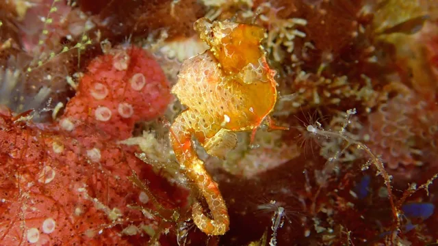 海神丸でのダイビング中に見られる海の生き物