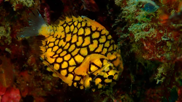 ダイビング中に見られる海の生き物