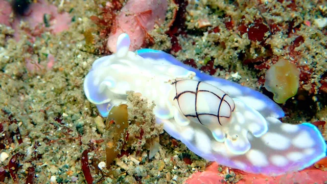 ダイビング中に見られる海の生き物
