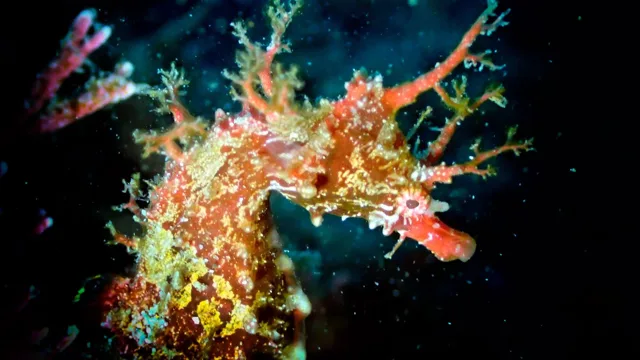 ダイビング中に見られる海の生き物