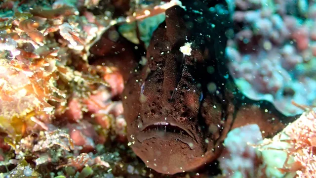 ダイビング中に見られる海の生き物