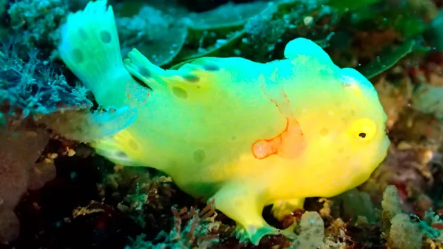 ダイビング中に見られる海の生き物