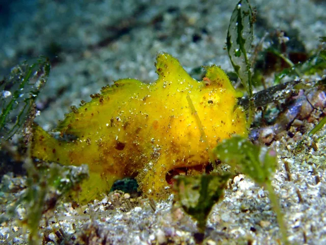 伊豆・川奈ダイビングサービスでのダイビング：ダイビング中に見られる海の生き物