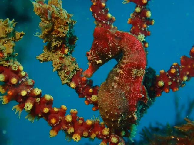 ダイビング中に見られる海の生き物