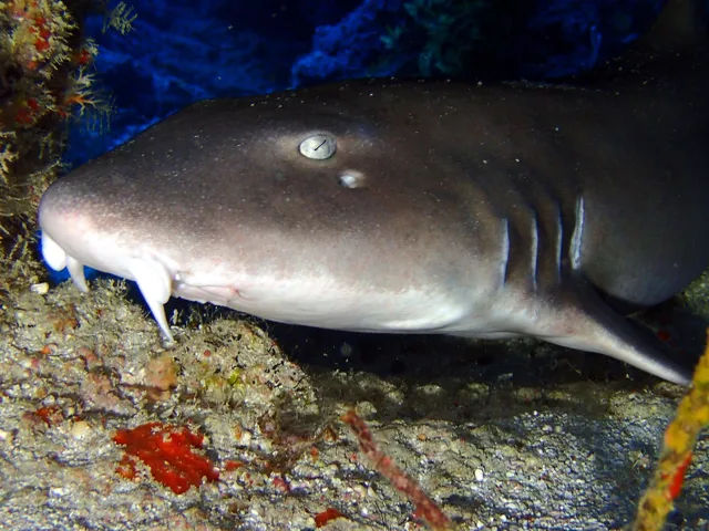伊良部島でのダイビング中に見られる海の生き物