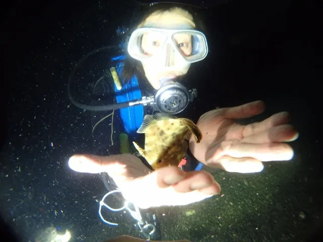 ダイビング中に見られる海の生き物