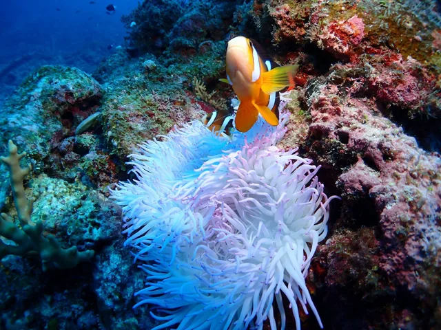 伊良部島でのダイビング中に見られる海の生き物