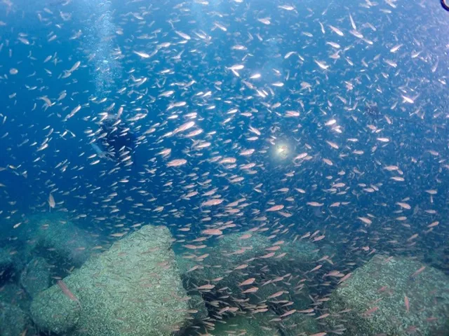 水中を泳ぐ魚の群れ