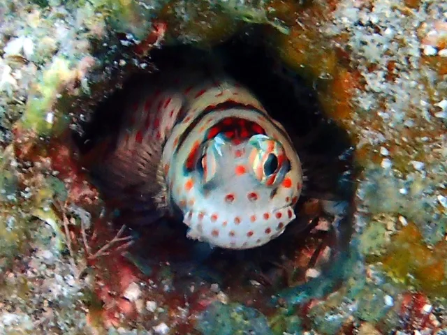 伊良部島でのダイビング中に見られる海の生き物