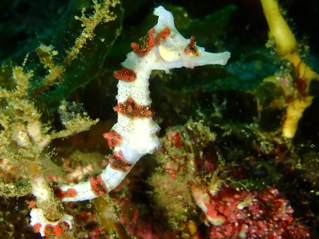 浜富でのダイビング中に見られる海の生き物