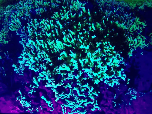 伊良部島でのダイビング中に見られる海の生き物