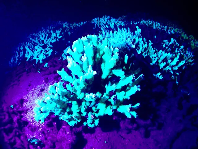伊良部島でのダイビング中に見られる海の生き物