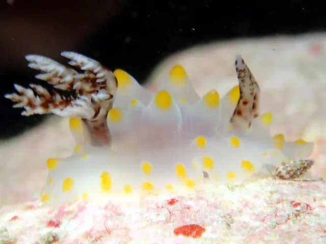 伊良部島でのダイビング中に見られる海の生き物