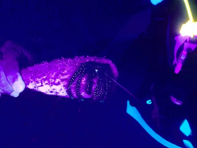 伊良部島でのダイビング中に見られる海の生き物