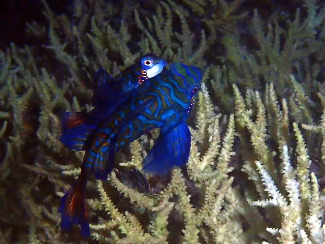 宮古島でのダイビング中に見られる海の生き物