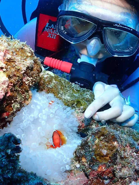 宮古島でのダイビング中に見られる海の生き物