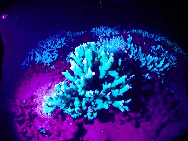 宮古島でのダイビング中に見られる海の生き物