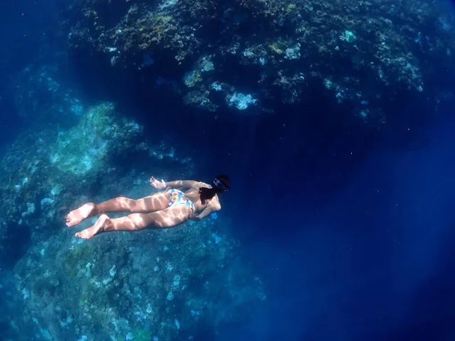 宮古島でのダイビング中に見られる海の生き物