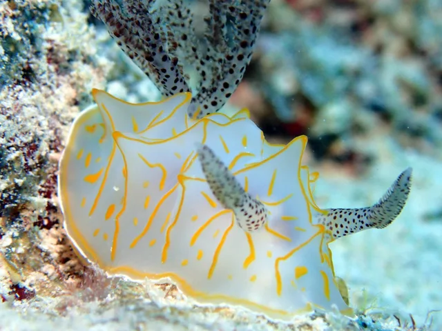 伊良部島でのダイビング中に見られる海の生き物