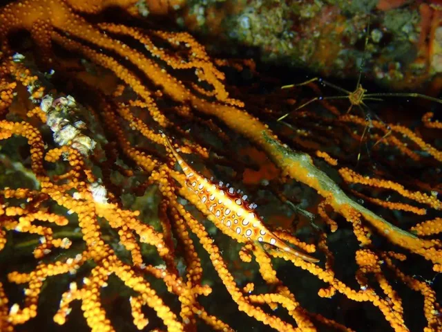 ダイビング中に見られる海の生き物