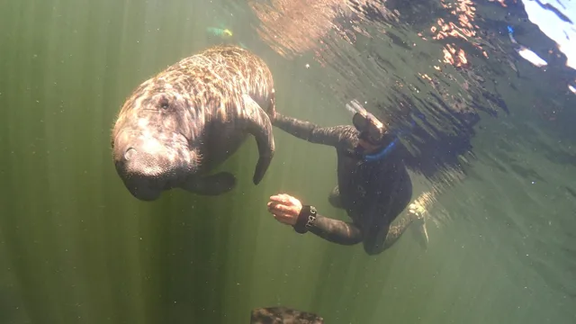 アメリカ合衆国Crystal Riverでの水中のマナティーとシュノーケリングの参加者