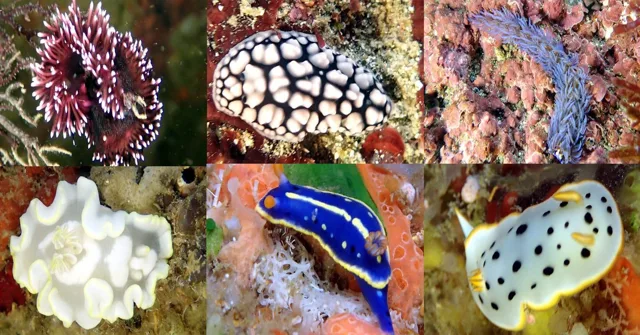浮島サンセットリゾートでのダイビングの記録写真