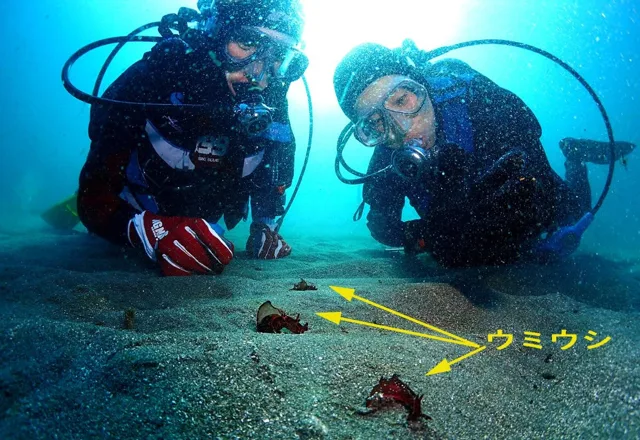 浮島サンセットリゾートでのダイビングの記録写真