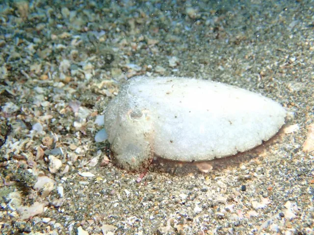 安良里ダイビングセンターでのダイビング中に見られる海の生き物