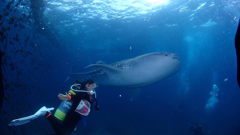 2017年9月24日(投稿日) / 水中で見られる大きな魚とダイバー
