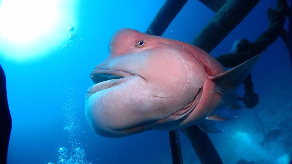 2017年9月24日(投稿日) / 水中で見られる大きな魚とダイバー