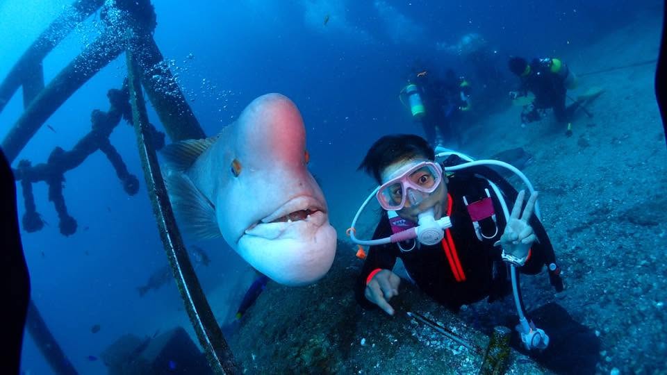 2017年9月24日(投稿日) / 水中で見られる大きな魚とダイバー