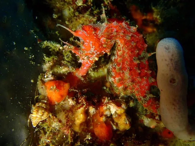ダイビング中に見られる海の生き物