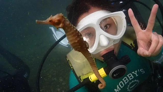 伊豆・大瀬崎でのダイビング：タツノオトシゴの仲間とダイバー