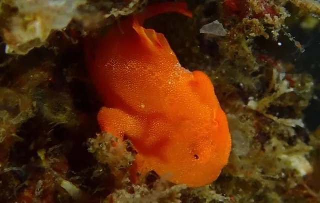 ダイビング中に見られる海の生き物