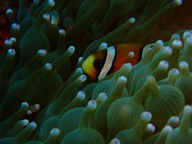 ダイビング中に見られる海の生き物