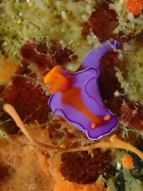 ダイビング中に見られる海の生き物