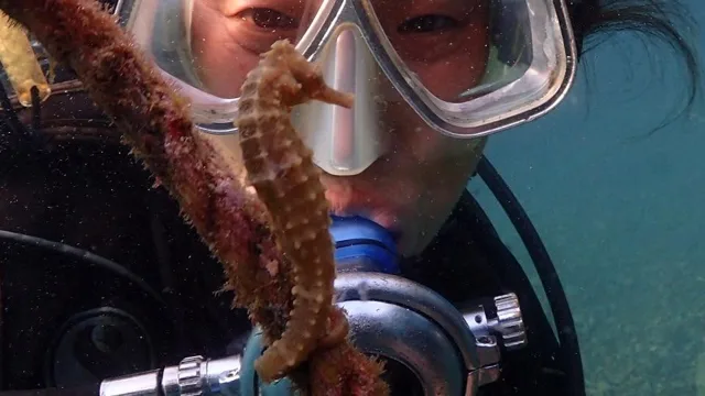 伊豆・大瀬崎でのダイビング：タツノオトシゴの仲間とダイバー