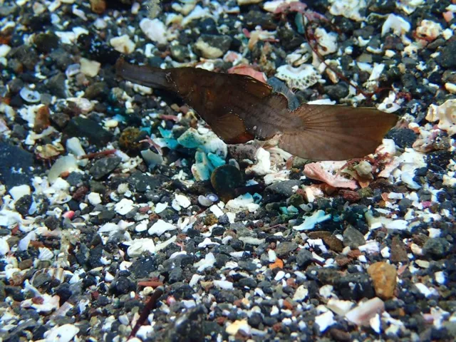 ダイビング中に見られる海の生き物