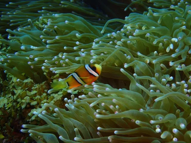 ダイビング中に見られる海の生き物